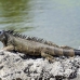 iguana_green_tf_gc_h_0078_cay0995.jpg